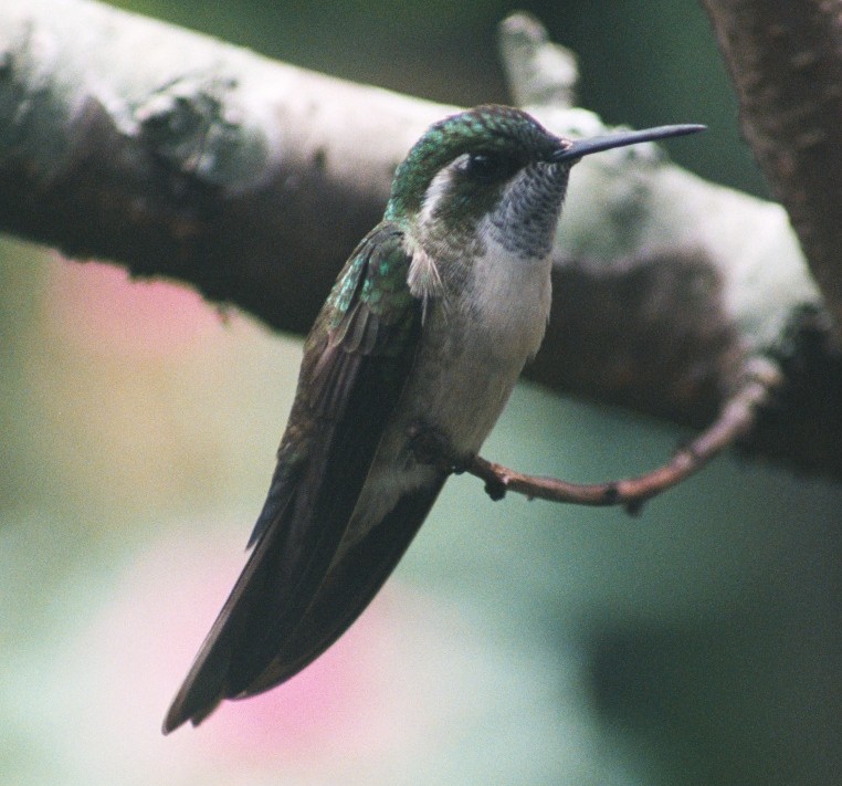 Green-throated Mountain-gem