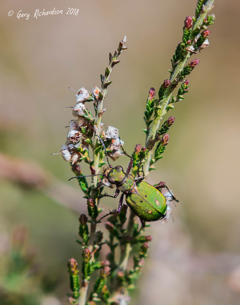 green tiger beetle