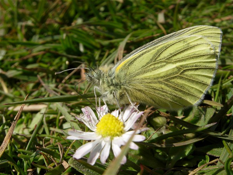 Green-veined White