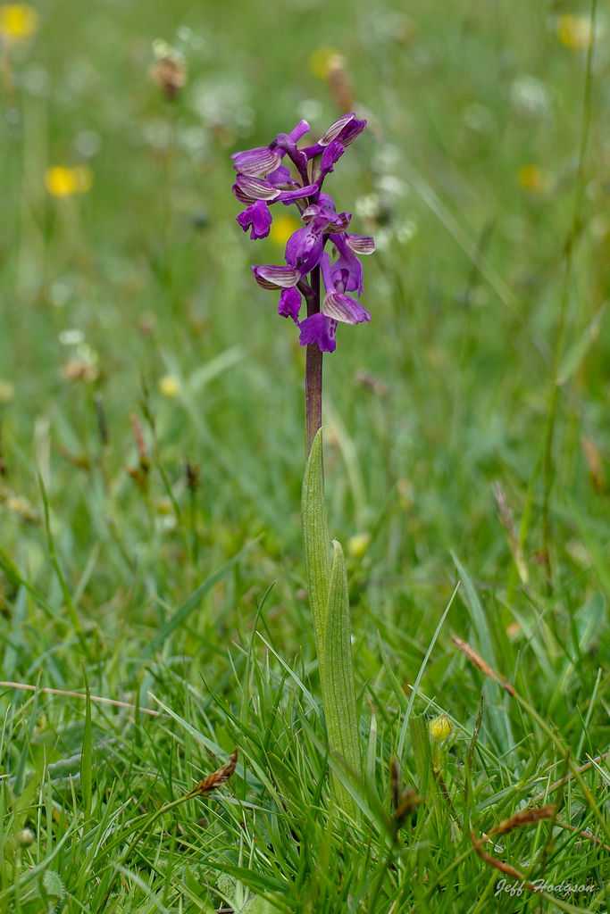 Green-winged Orchid