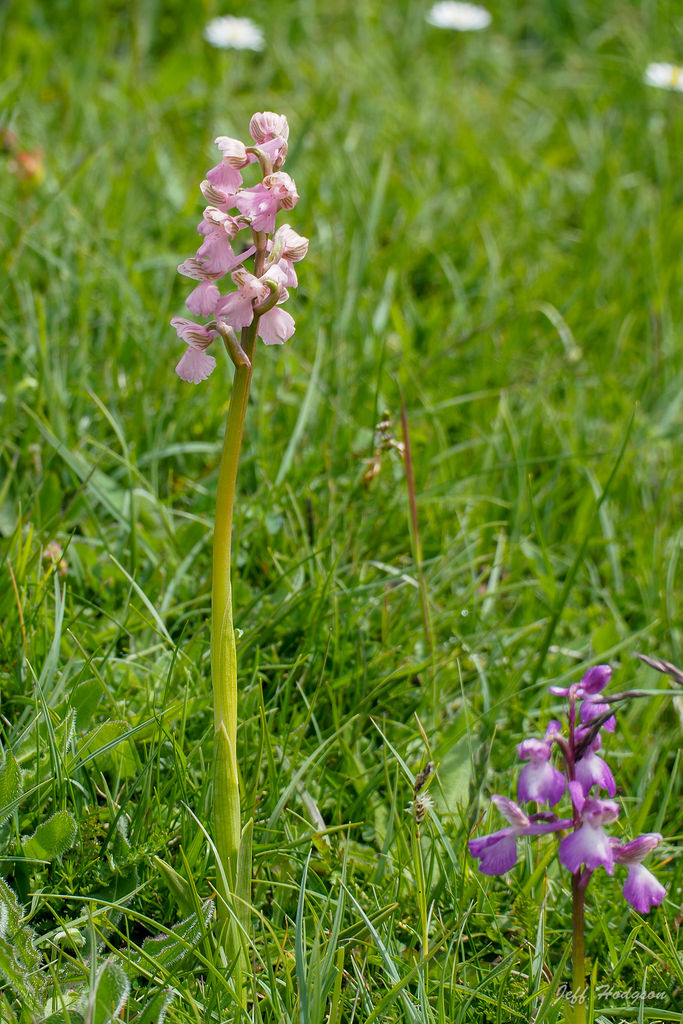 Green-winged Orchid