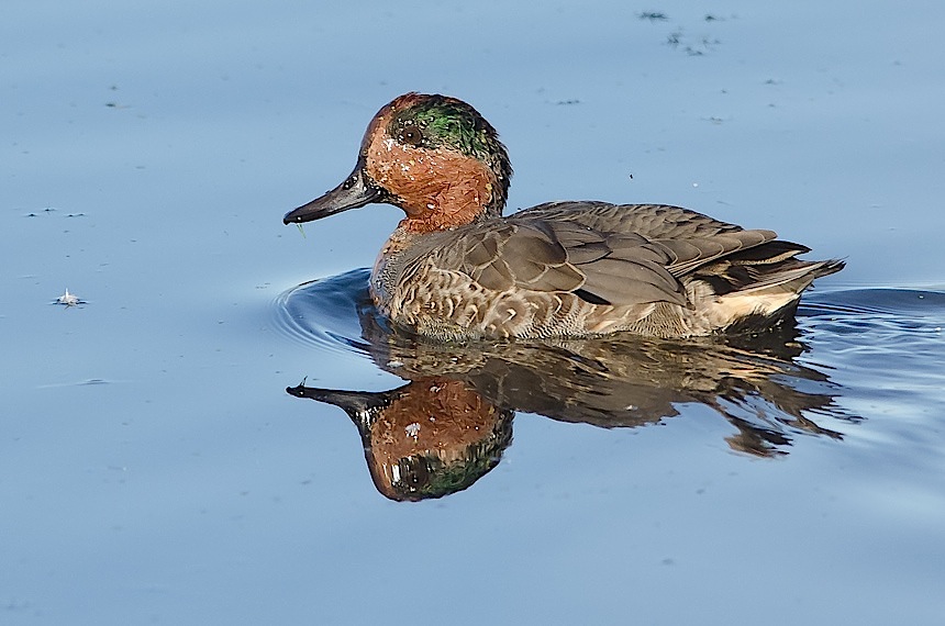 Green-winged Teal