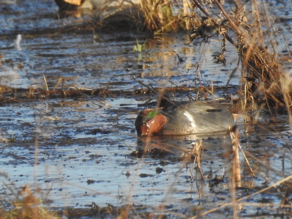 Green-Winged Teal