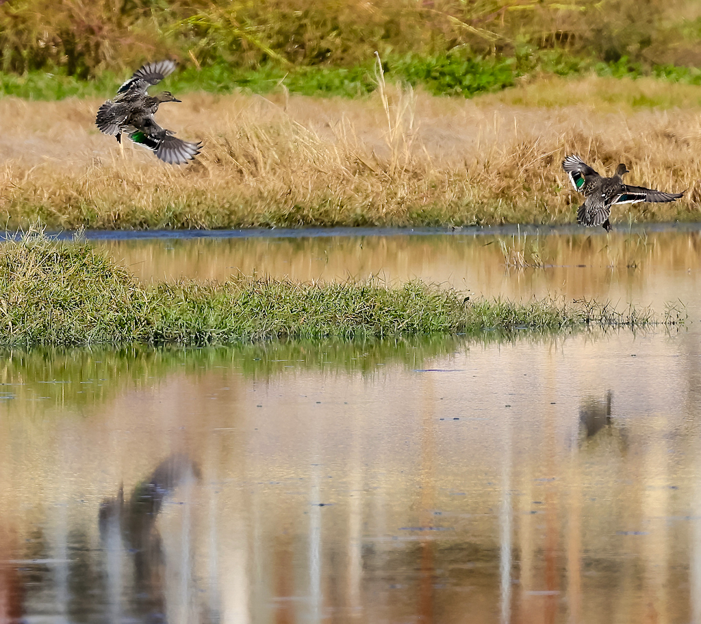 Green-winged Teals.jpg