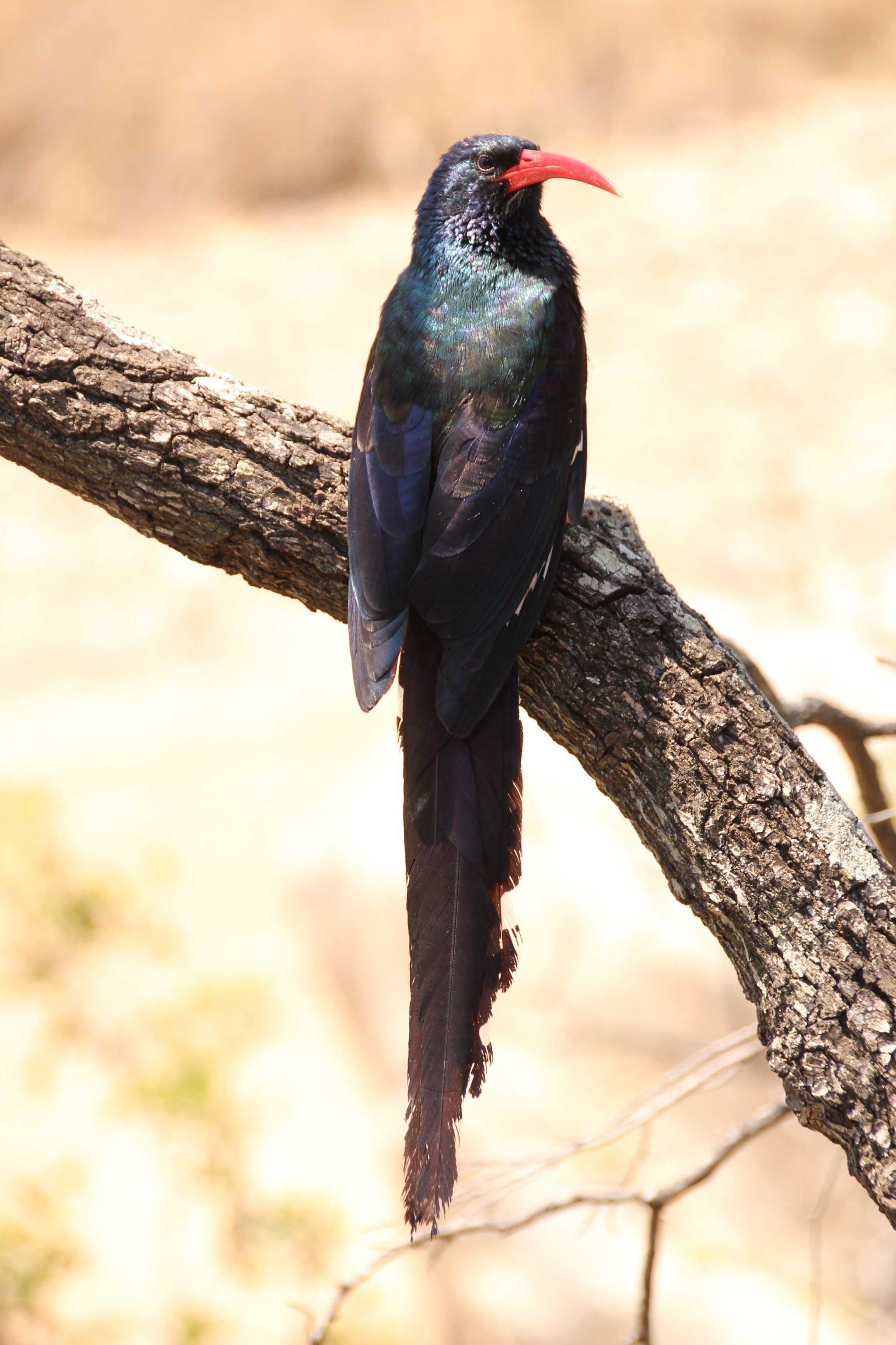 Green Wood-Hoopoe