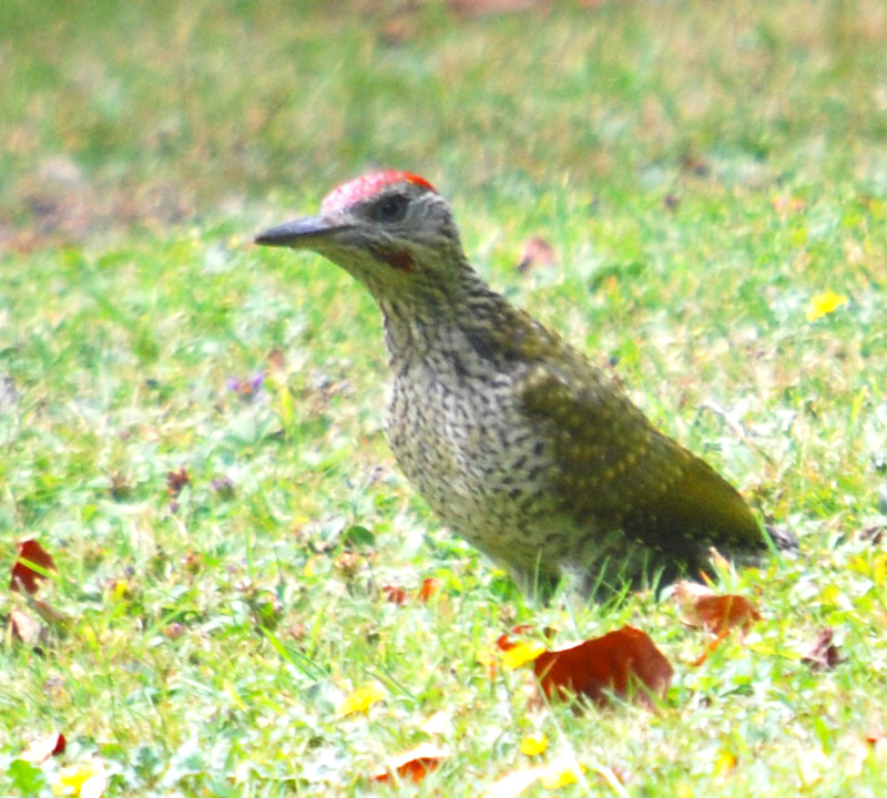 Green Woodpecker Juvenile
