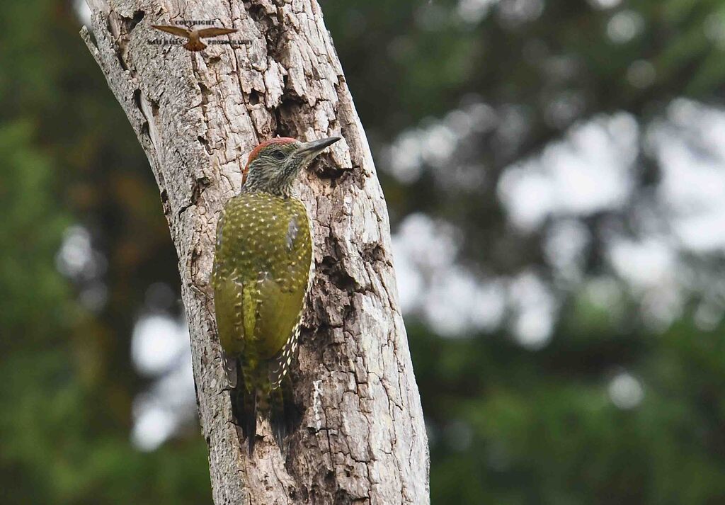 Green Woodpecker juvenile