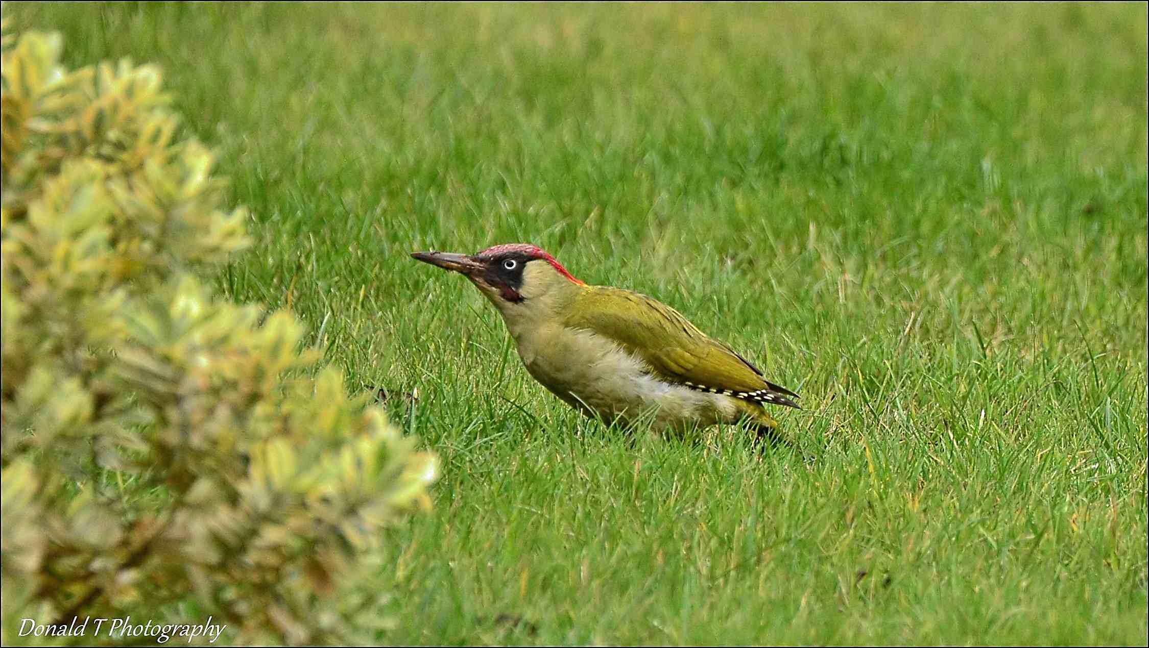 Green Woodpecker ( Male )   No 2