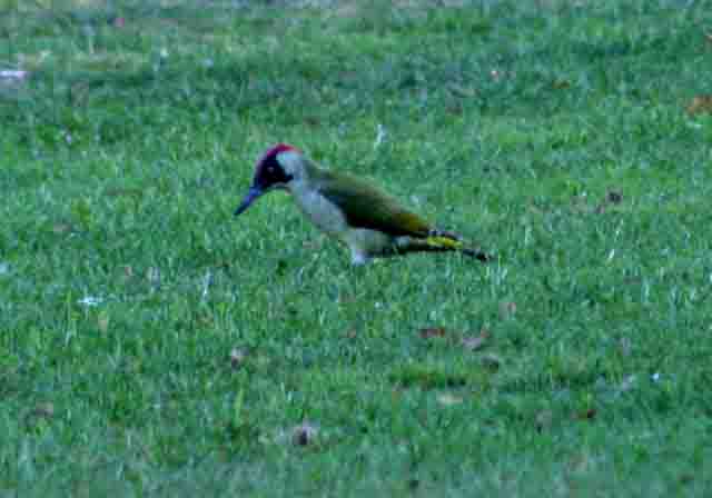 green woodpecker