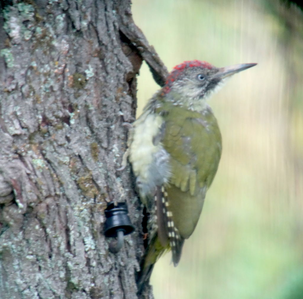 Green Woodpecker