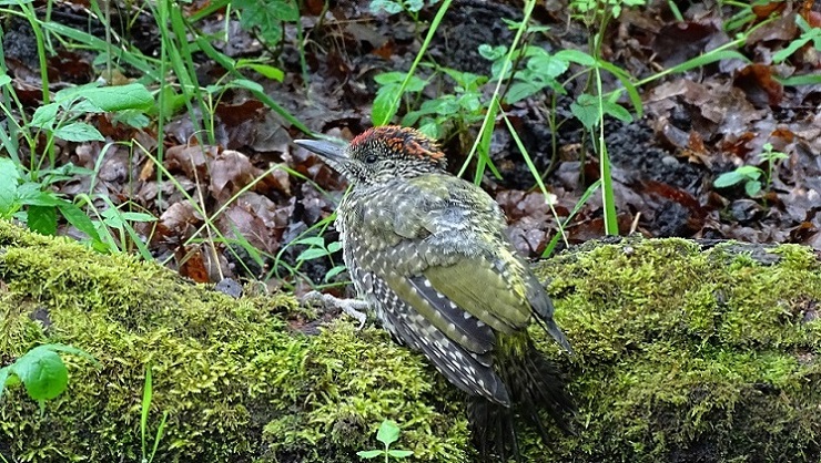 Green Woodpecker