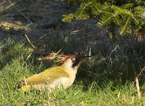 Green Woodpecker