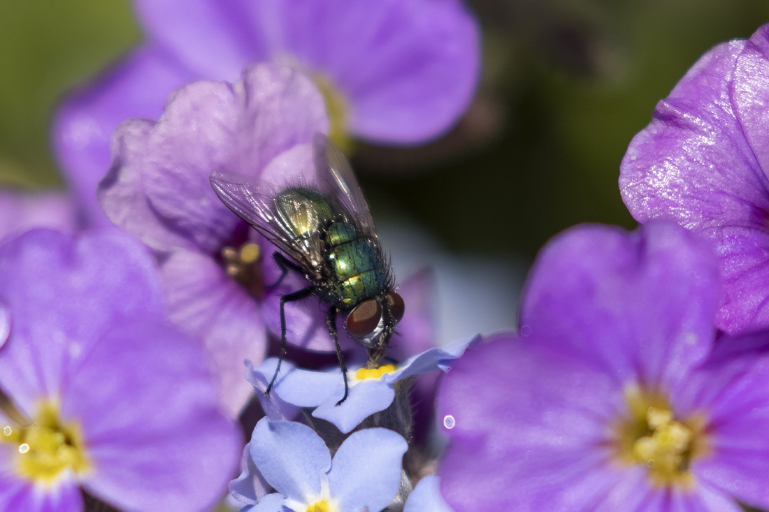 Greenbottle