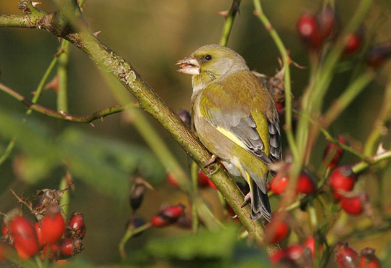 Greenfinch amongst the Hips