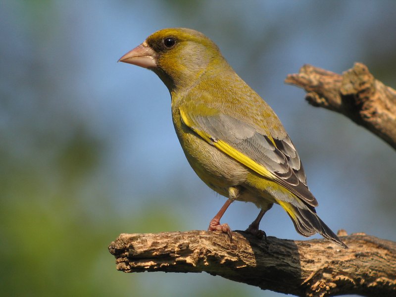 greenfinch