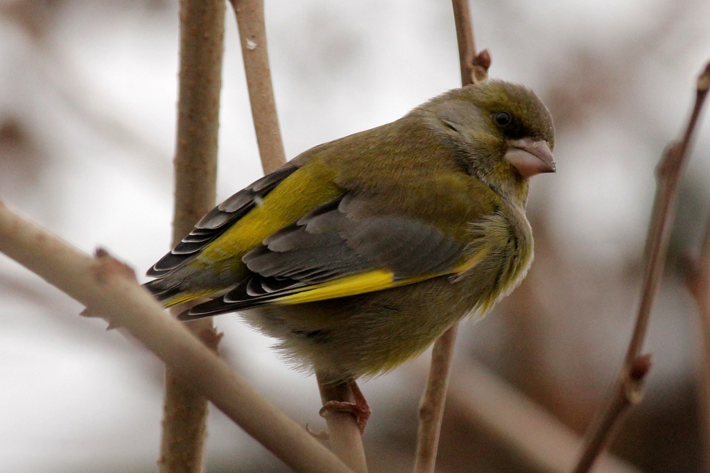 greenfinch