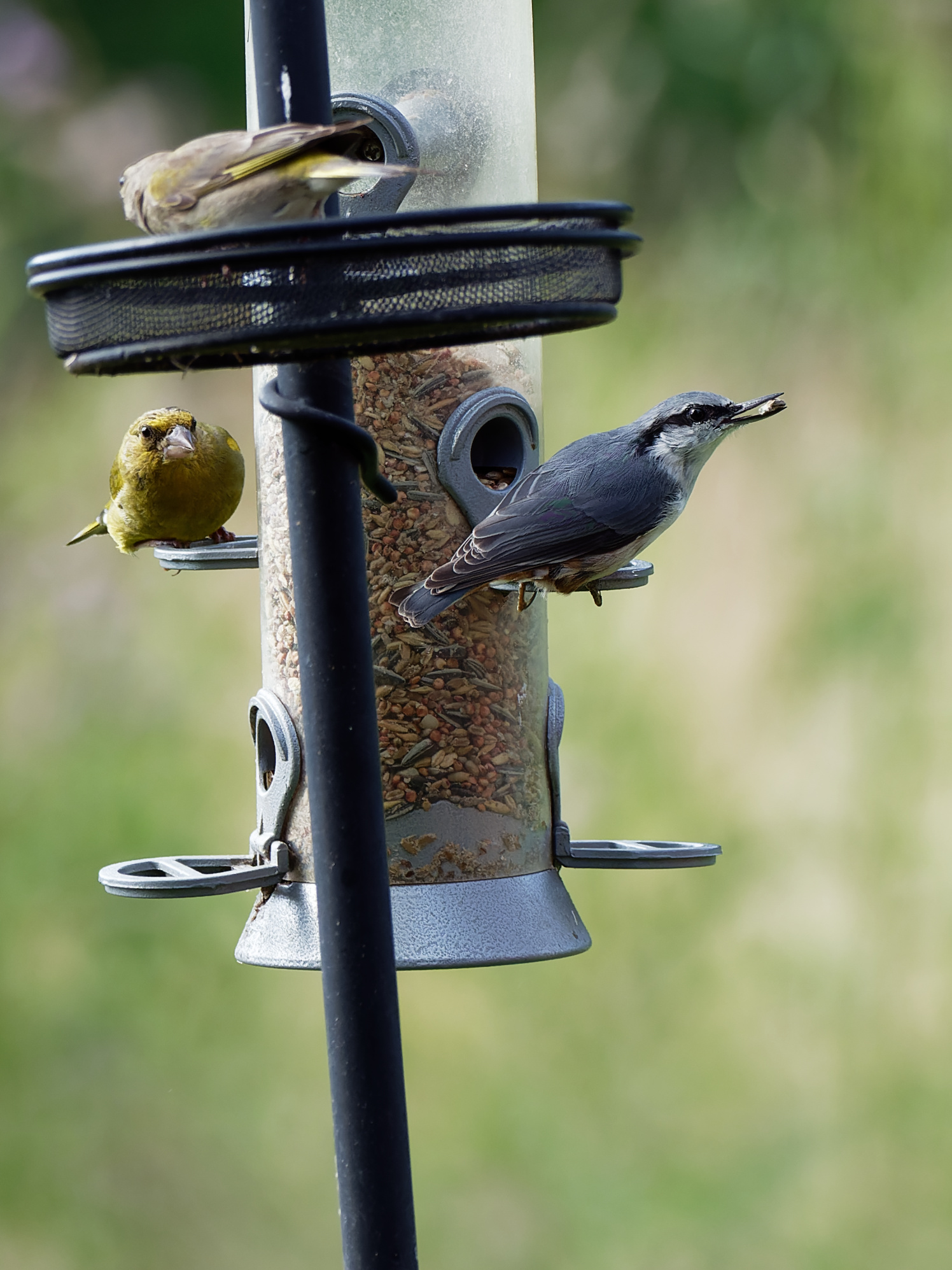 Greenfinches and nuthatch