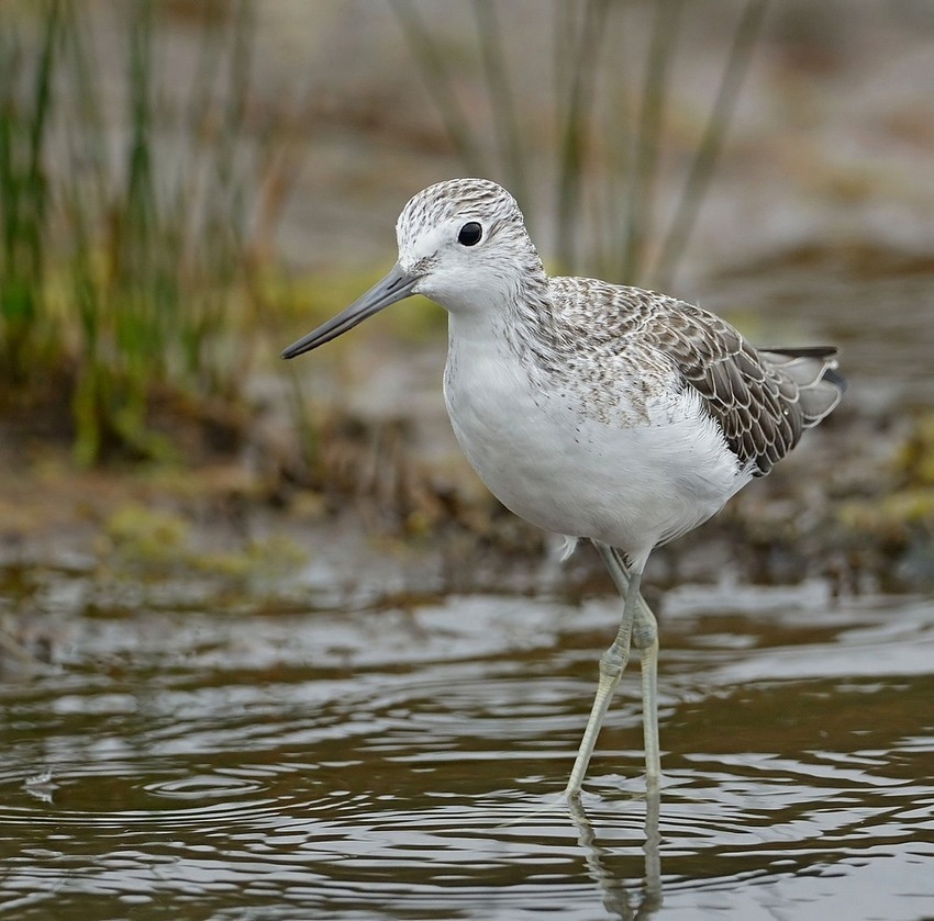 greenshank