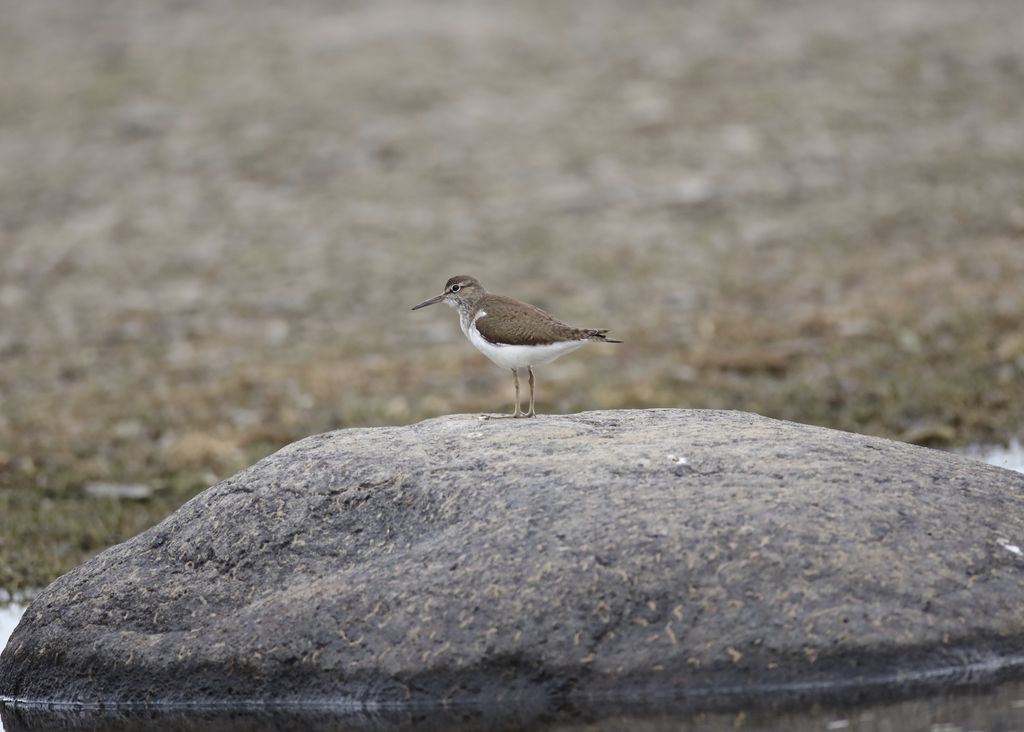 Greenshank