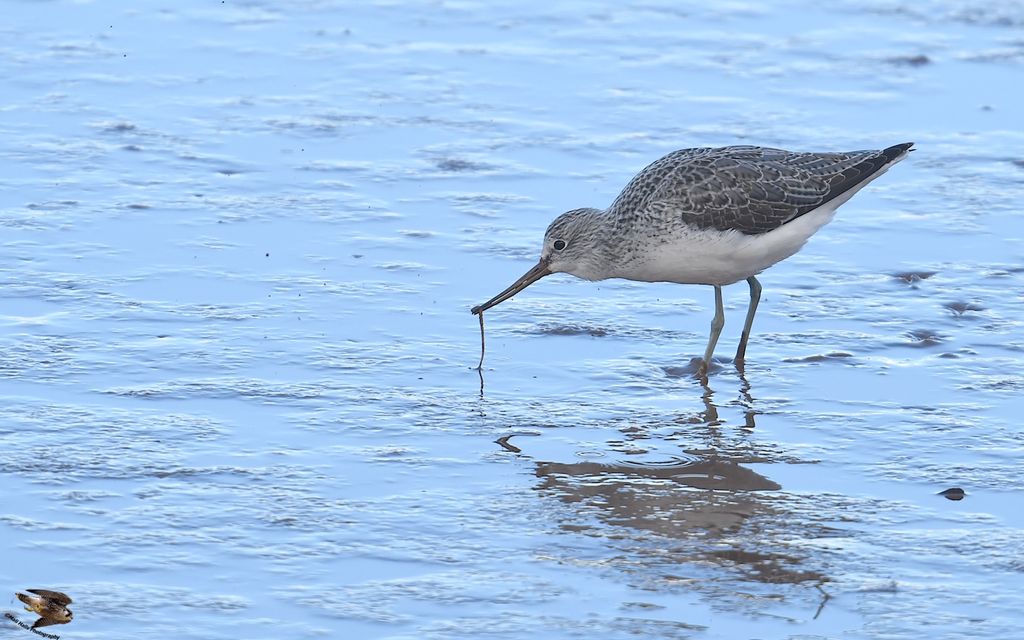 Greenshank