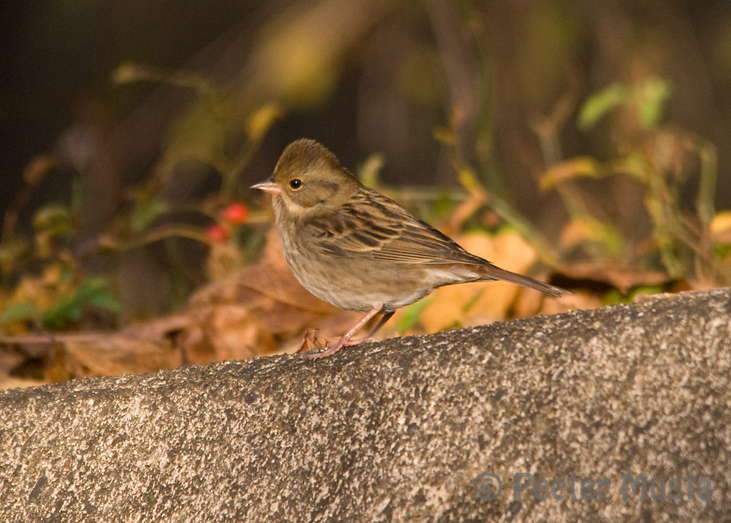 Grey Bunting (Female).