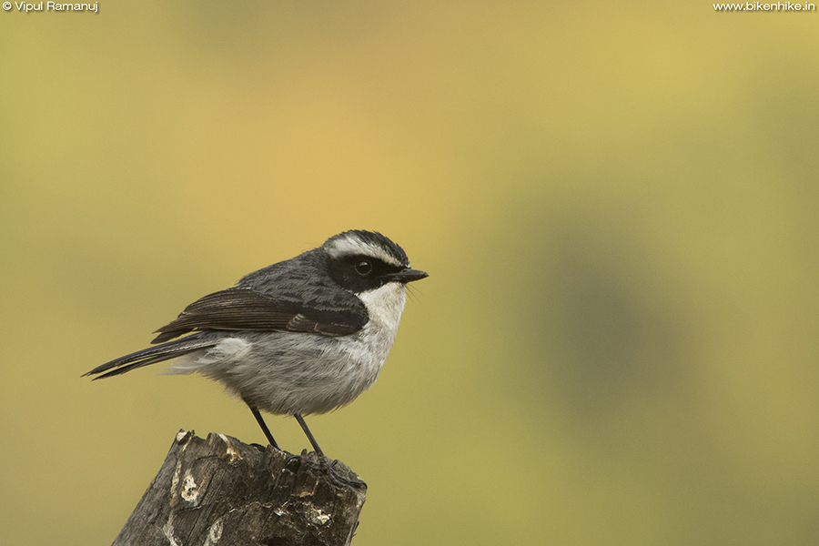 Grey Bushchat | Saxicola ferreus