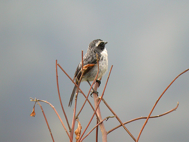 Grey Bushchat