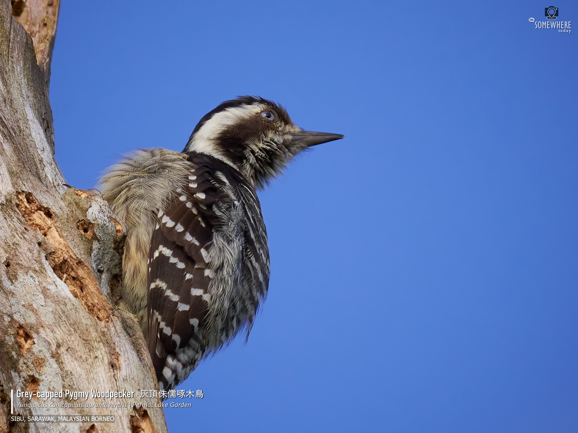 Grey-capped Pygmy Woodpecker