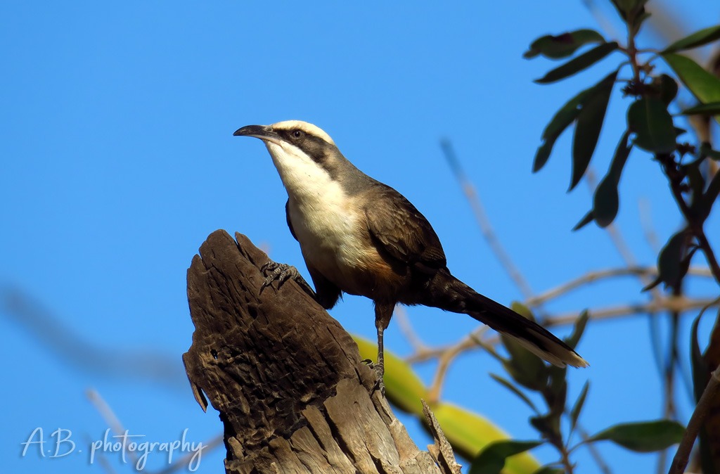 Grey-crowned babbler