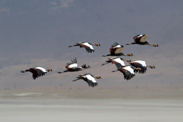 Grey Crowned Crane