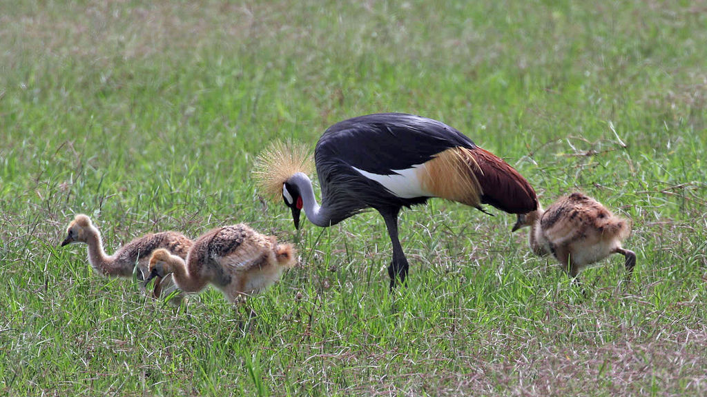 Grey Crowned Crane