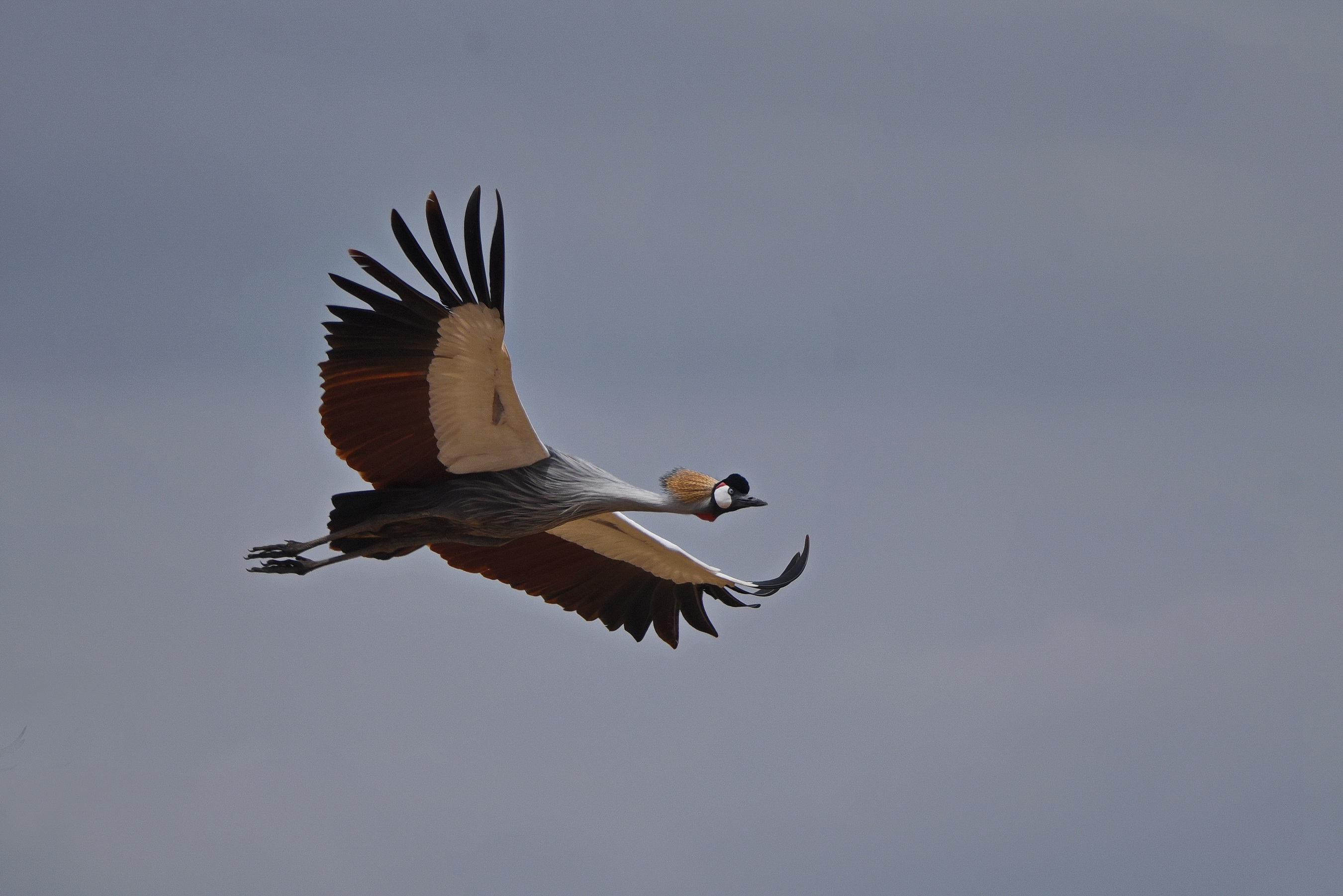 Grey Crowned Crane