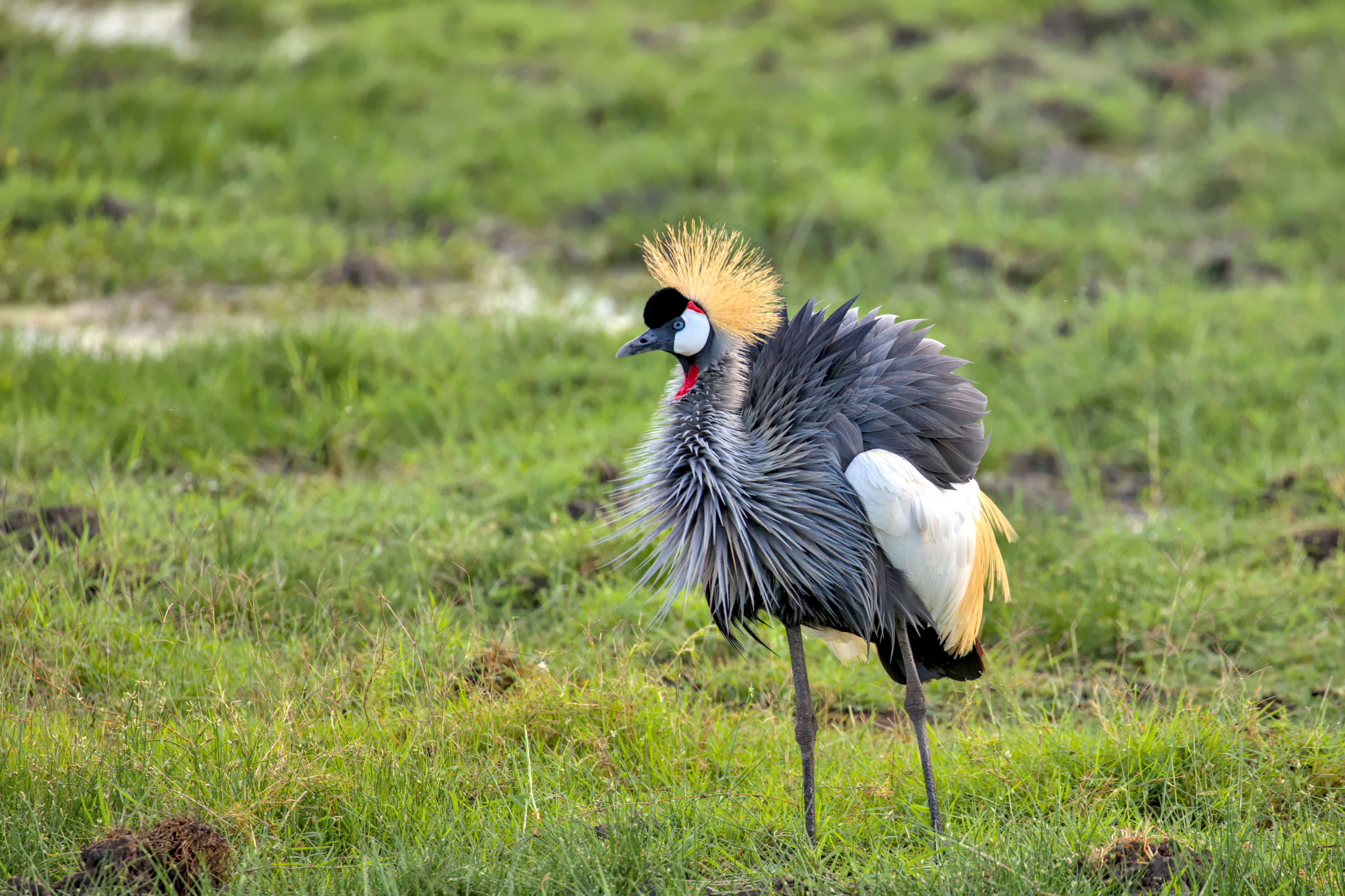 Grey Crowned-Crane_3607.jpg