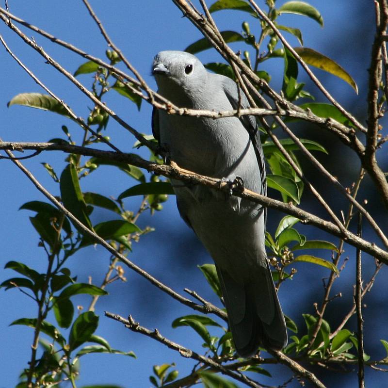 Grey Cuckooshrike