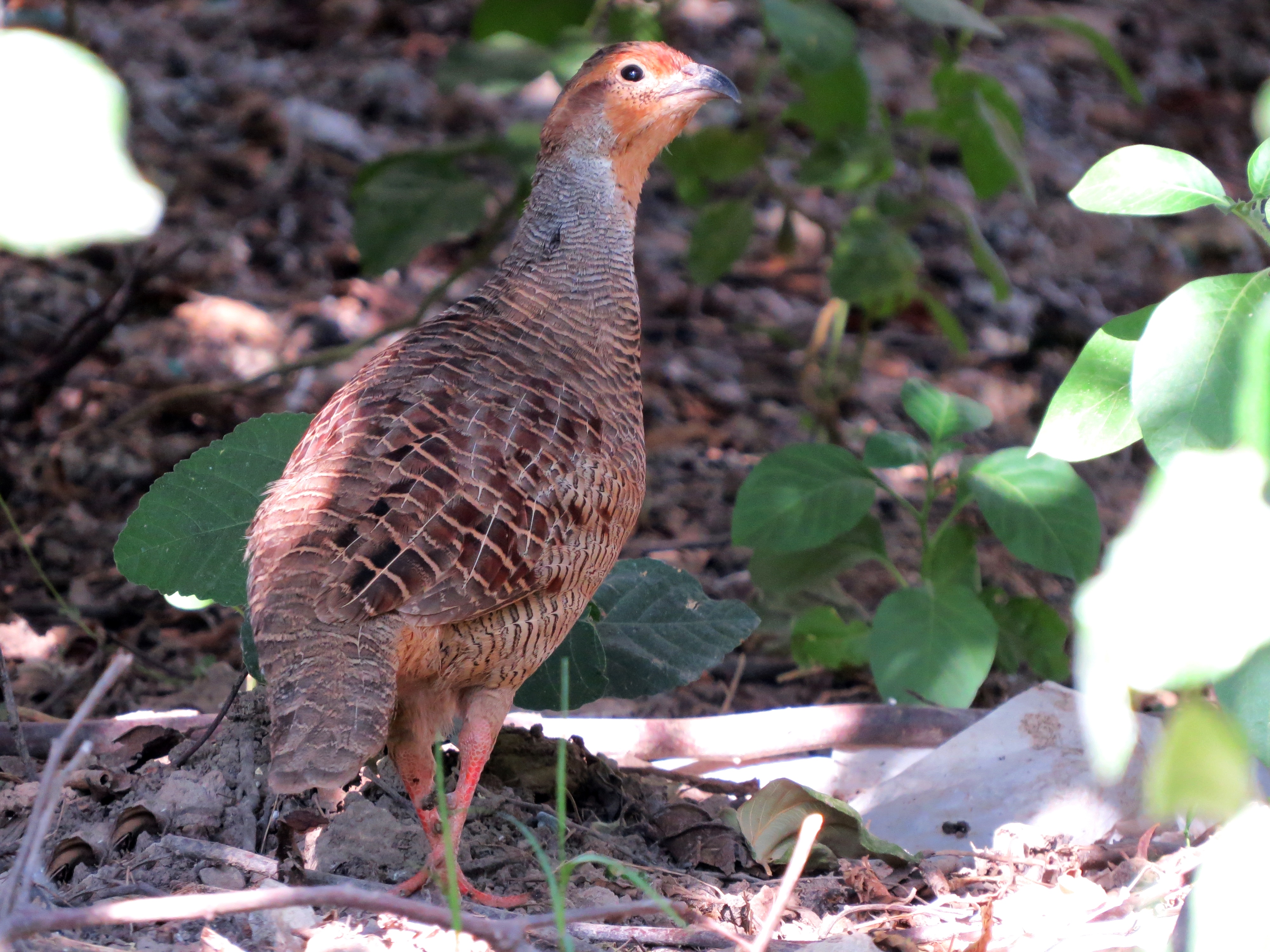 Grey Francolin