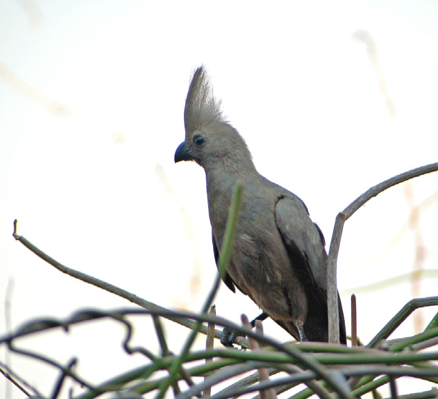 Grey Go-Away Bird - Grey Lourie