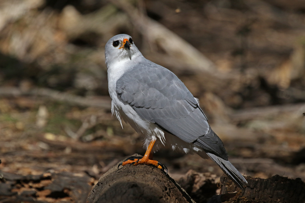 Grey Goshawk-a welcome visitor