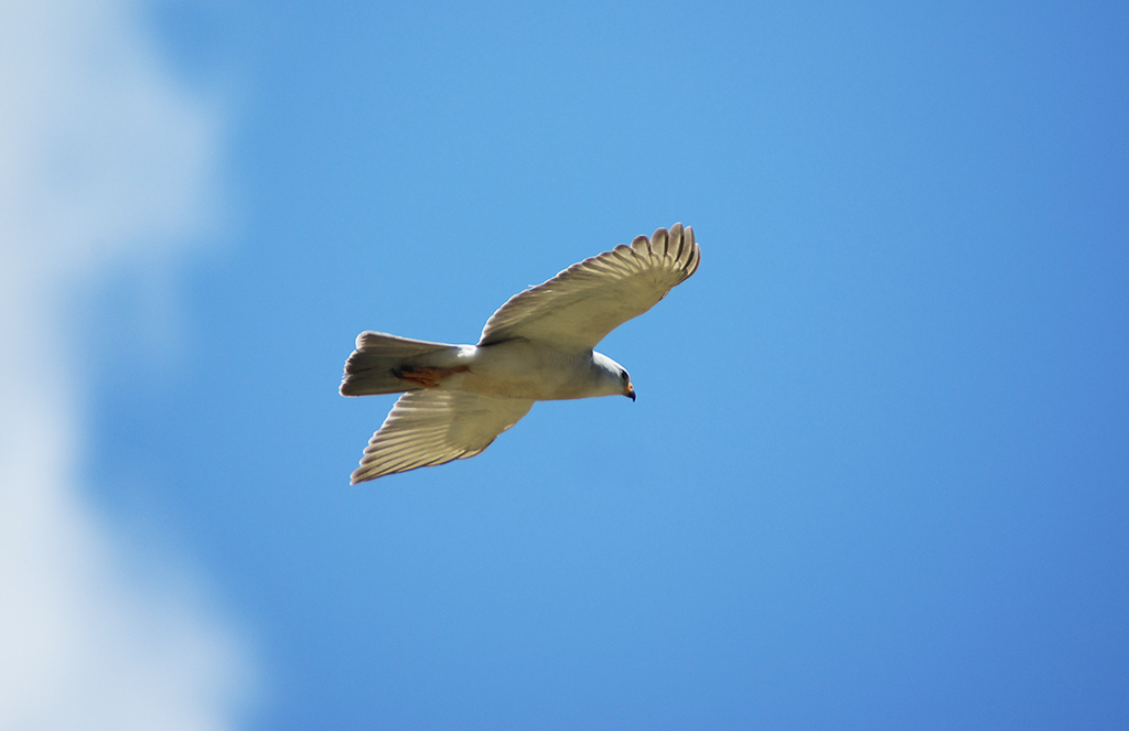 Grey Goshawk