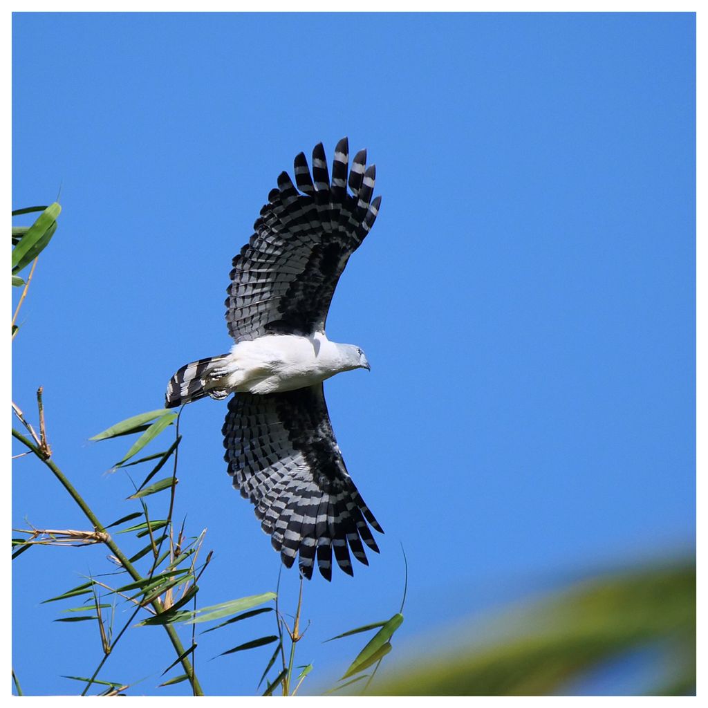 Grey-headed Kite