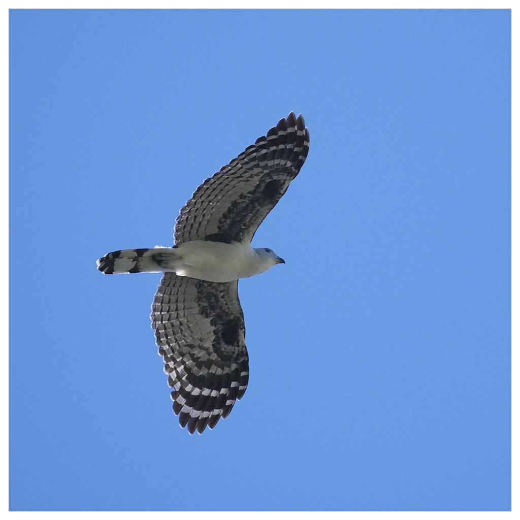 Grey-headed Kite