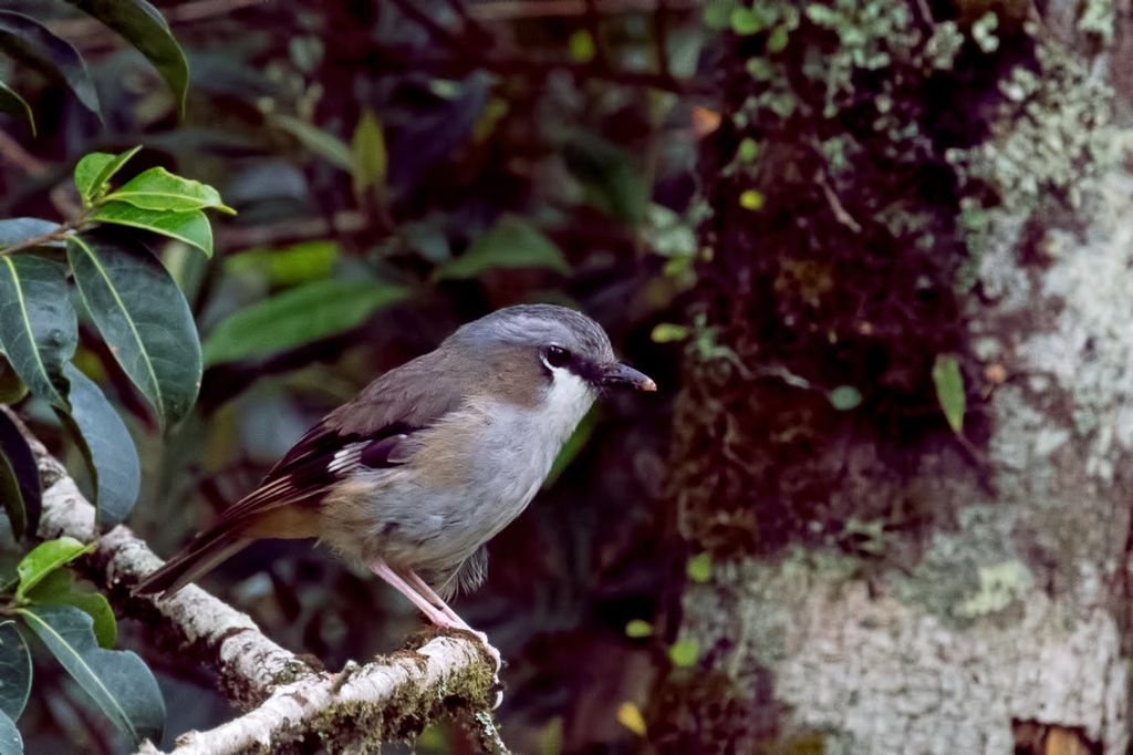 Grey-headed Robin