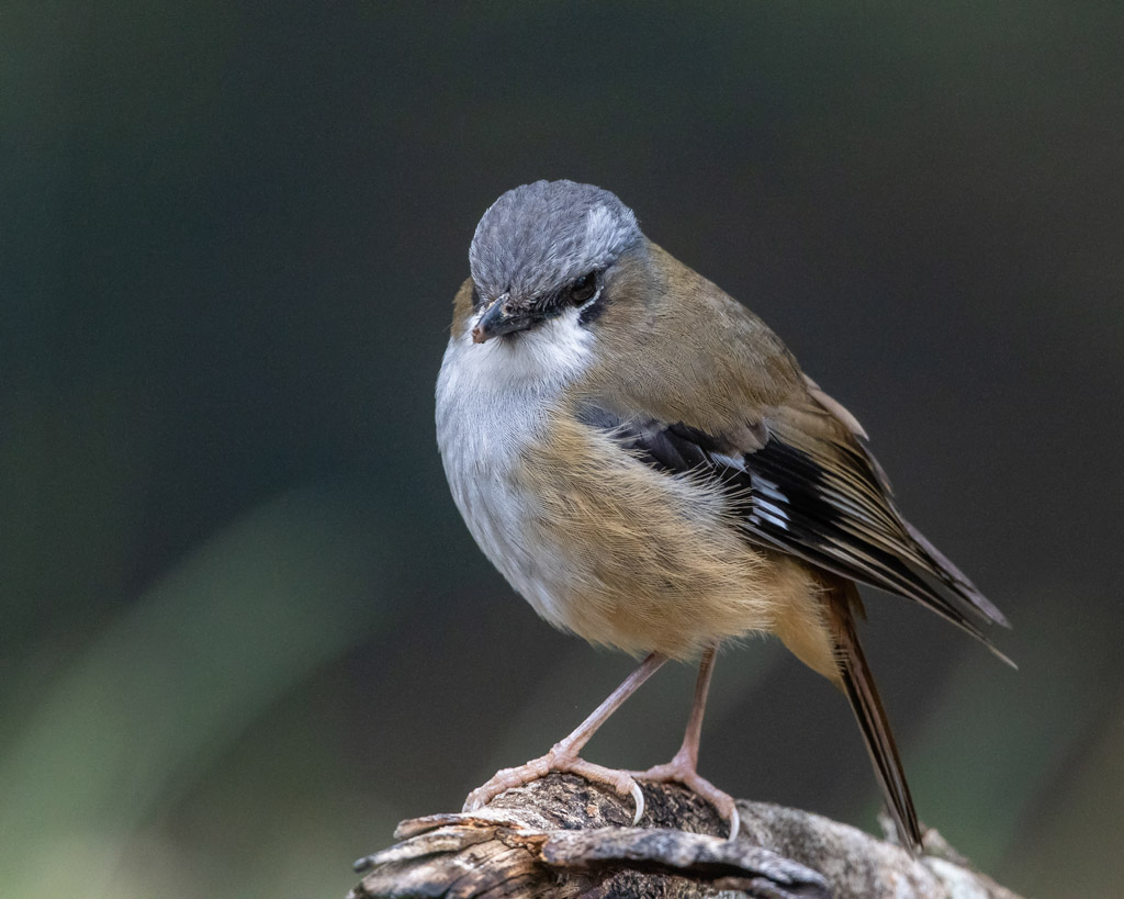 Grey-headed Robin