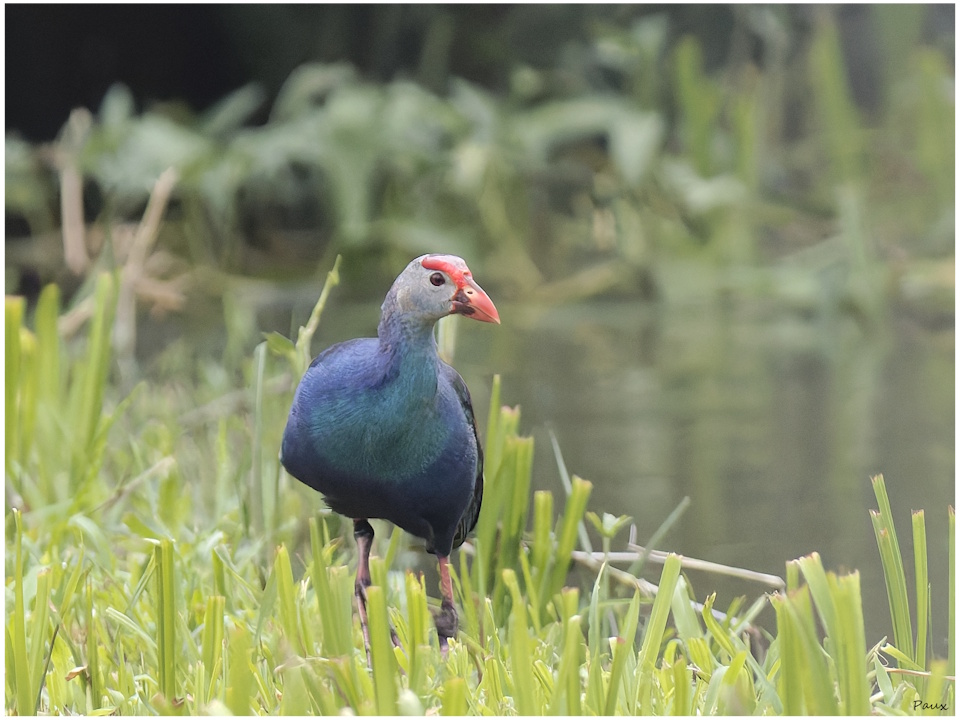 Grey-headed Swamphen