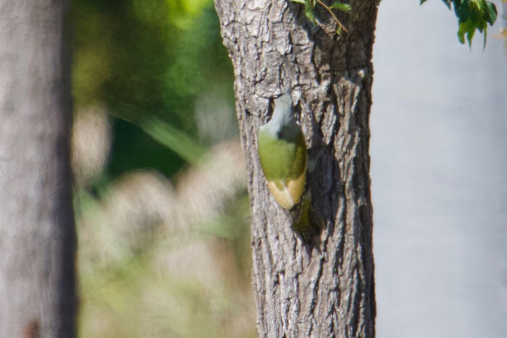 Grey-Headed Woodpecker (female)