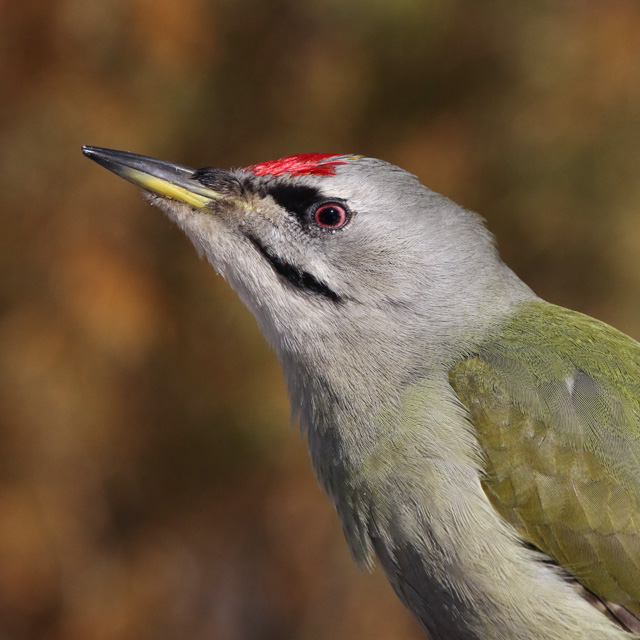 Grey-headed woodpecker