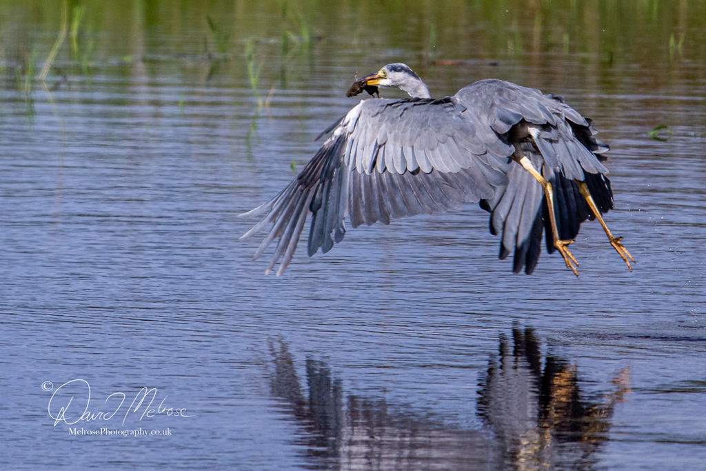 Grey Heron and its prey