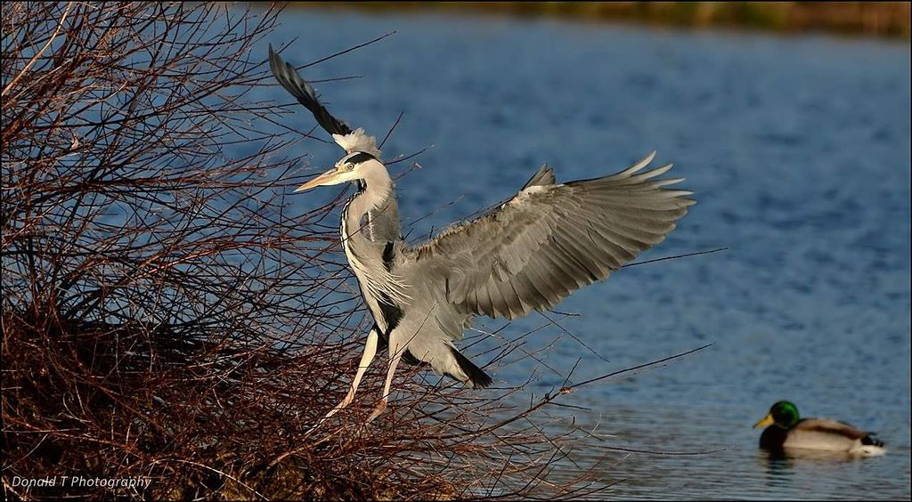 Grey Heron coming into land.