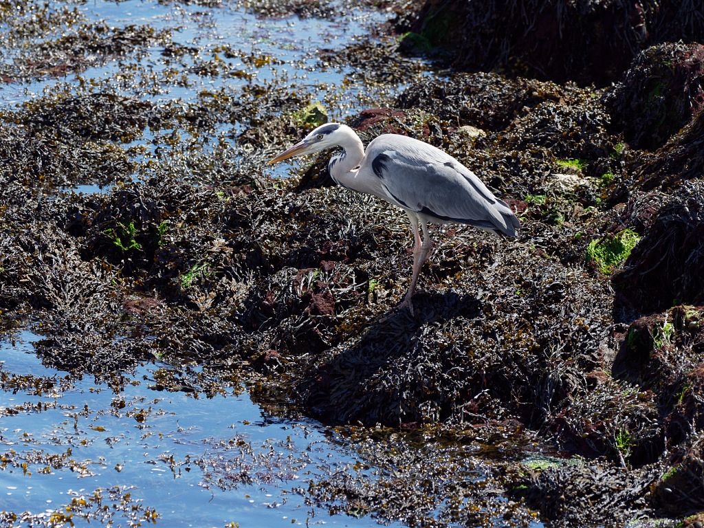 Grey Heron foraging