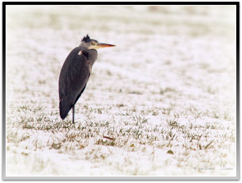 Grey heron in a snowy field
