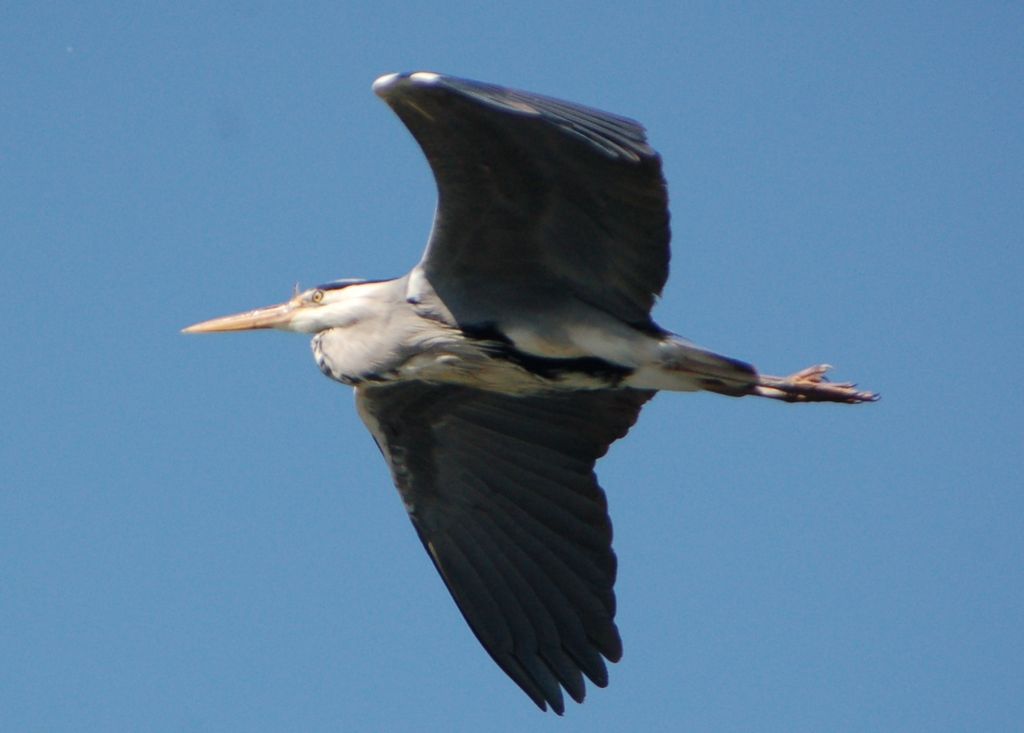 Grey Heron in flight